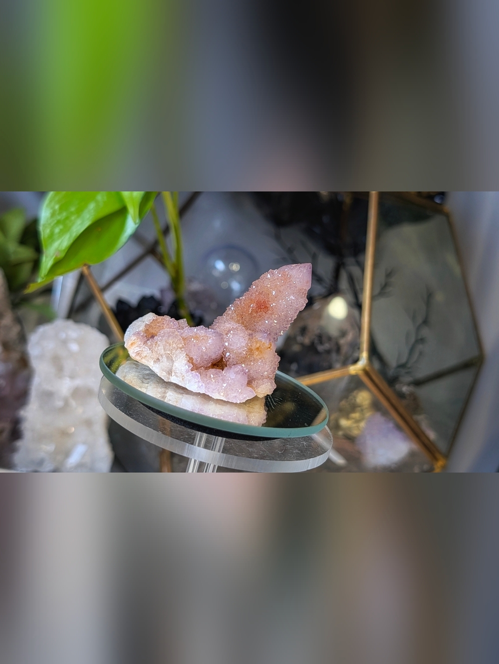 Ametrine Spirit Cactus Quartz Crystal Cluster